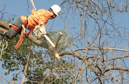 Why tree pruning activity is a greater necessity?